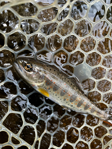 アマゴの釣果