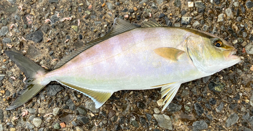 ショゴの釣果