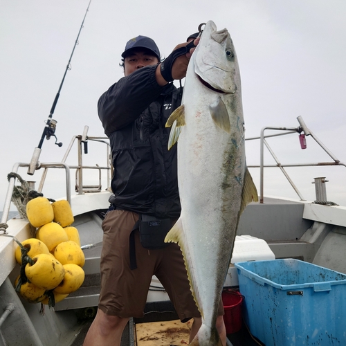 ヒラマサの釣果