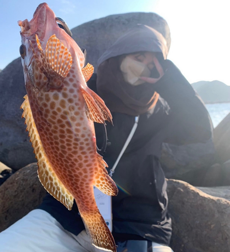 オオモンハタの釣果