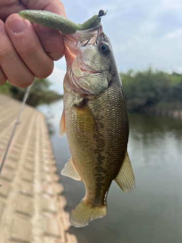 ラージマウスバスの釣果