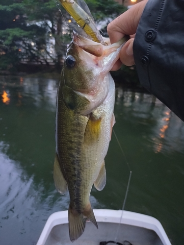 ラージマウスバスの釣果