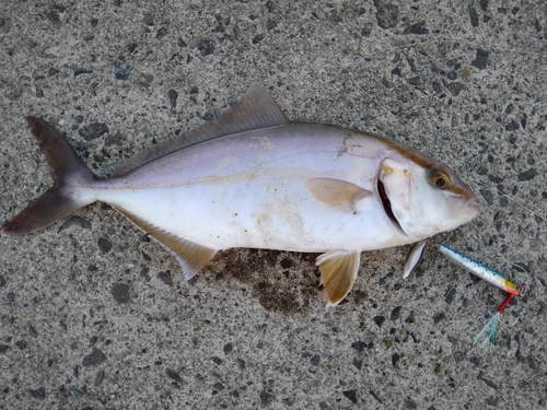 ショゴの釣果