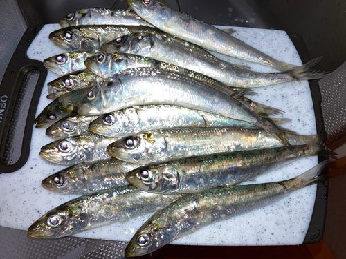 イワシの釣果