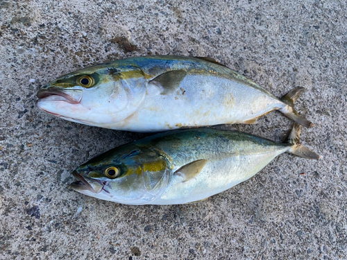 ハマチの釣果