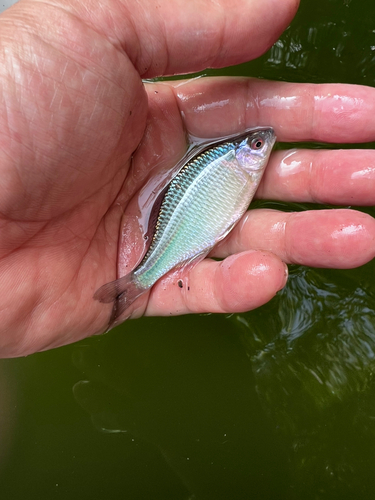 タナゴの釣果