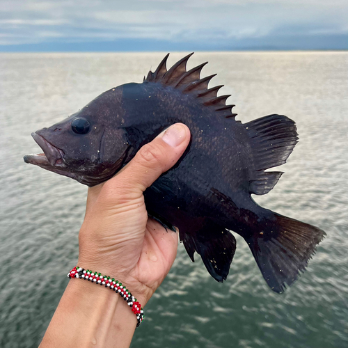 ヒゲダイの釣果