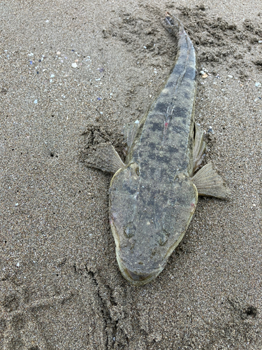 コチの釣果