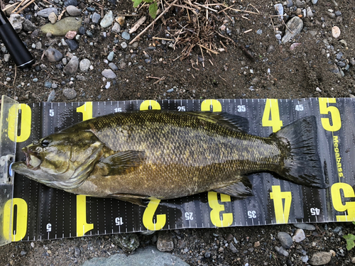 スモールマウスバスの釣果