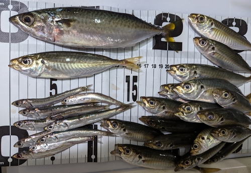 マルアジの釣果