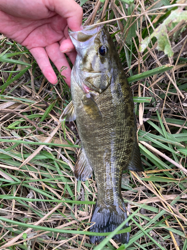 スモールマウスバスの釣果