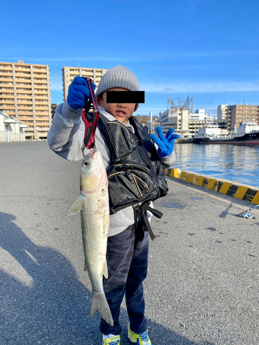 ボラの釣果