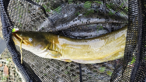 ナマズの釣果