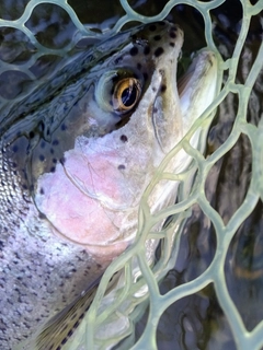 ニジマスの釣果