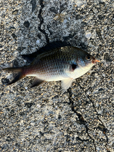 スズメダイの釣果