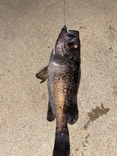 クロソイの釣果