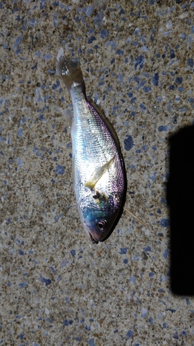 イシモチの釣果