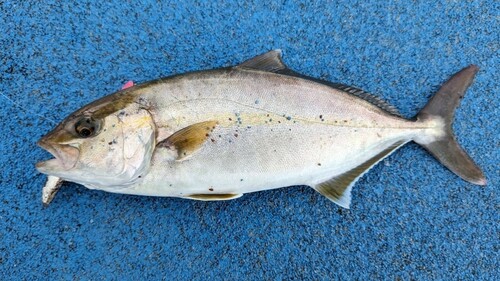 ショゴの釣果