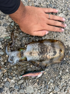 アオリイカの釣果