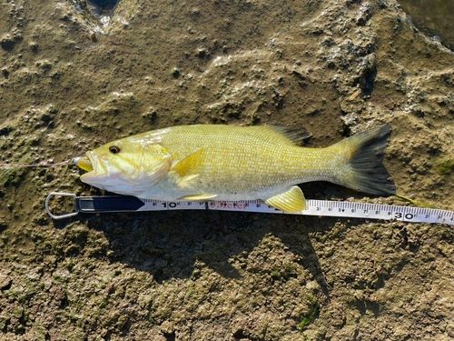 スモールマウスバスの釣果