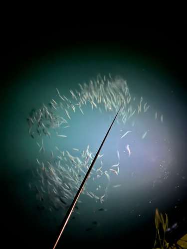 イワシの釣果