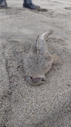 マゴチの釣果