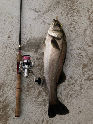 シーバスの釣果