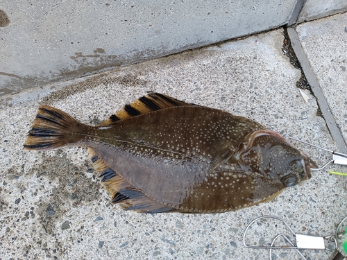 カレイの釣果