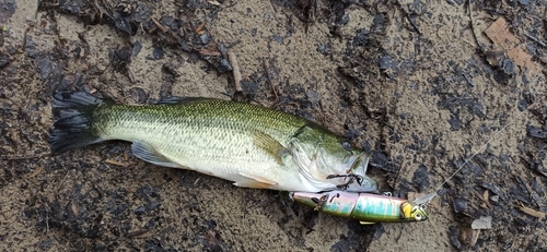 ラージマウスバスの釣果