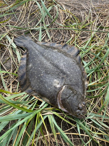 マツカワの釣果