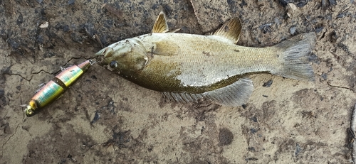 スモールマウスバスの釣果