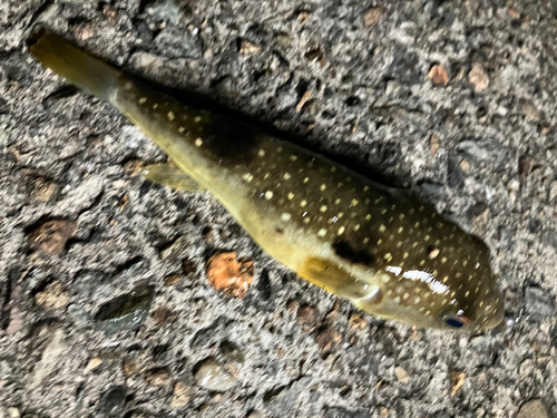 クサフグの釣果