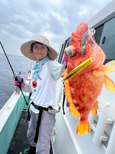 アヤメカサゴの釣果