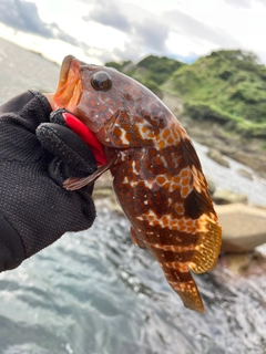 キジハタの釣果