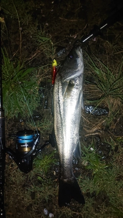 シーバスの釣果