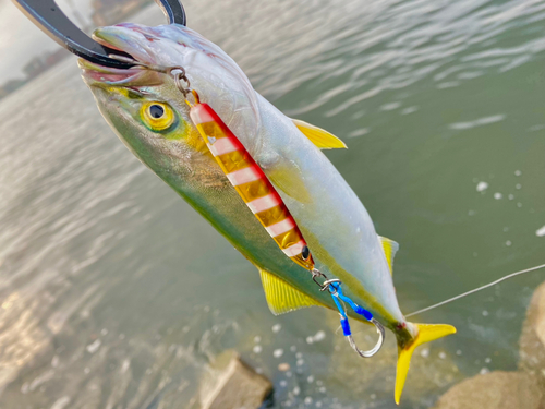 ヤズの釣果