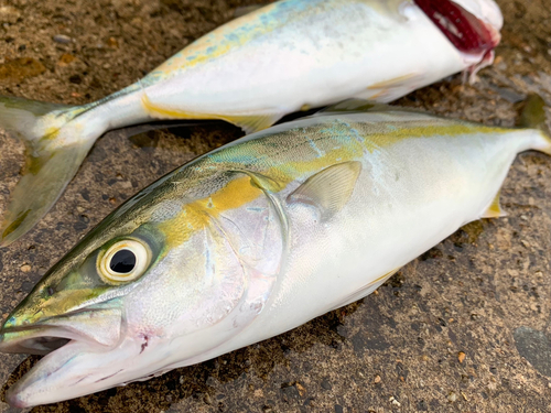 ツバイソの釣果