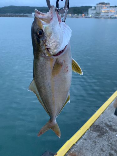 ショゴの釣果