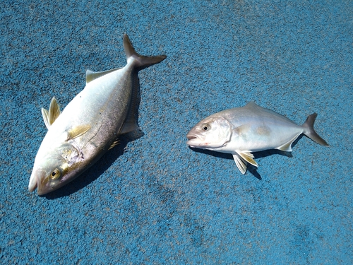 ショゴの釣果