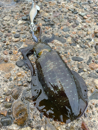 アオリイカの釣果