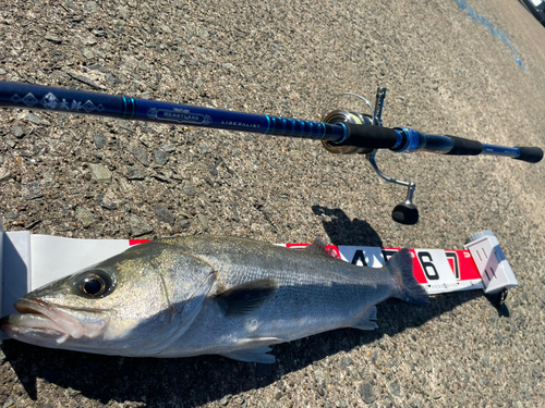 シーバスの釣果