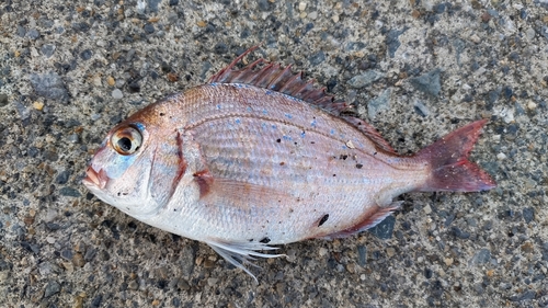 レンコダイの釣果