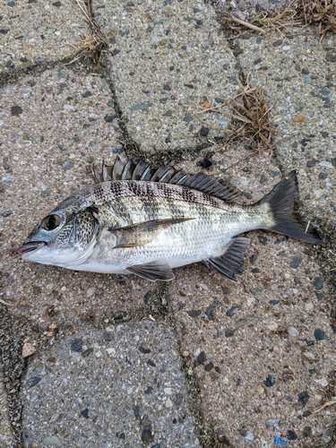 チヌの釣果