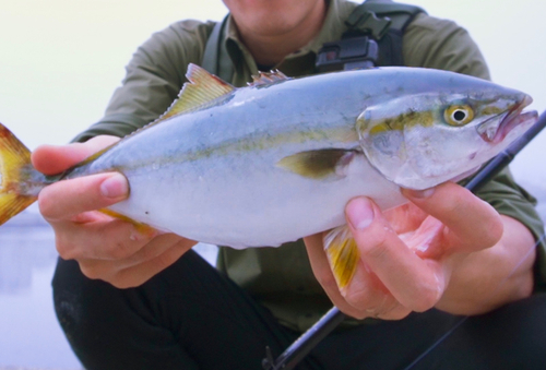 フクラギの釣果