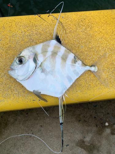 イトヒキアジの釣果