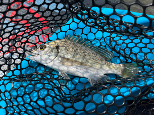 ミナミクロダイの釣果