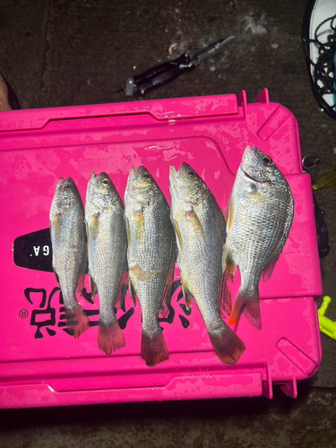 イシモチの釣果