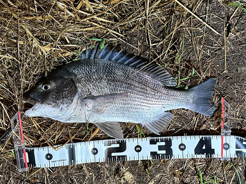 チヌの釣果