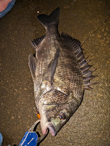 クロダイの釣果