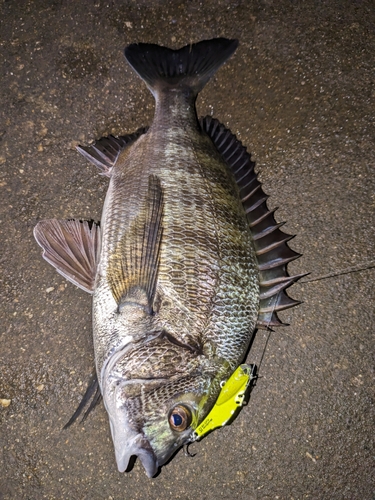 クロダイの釣果